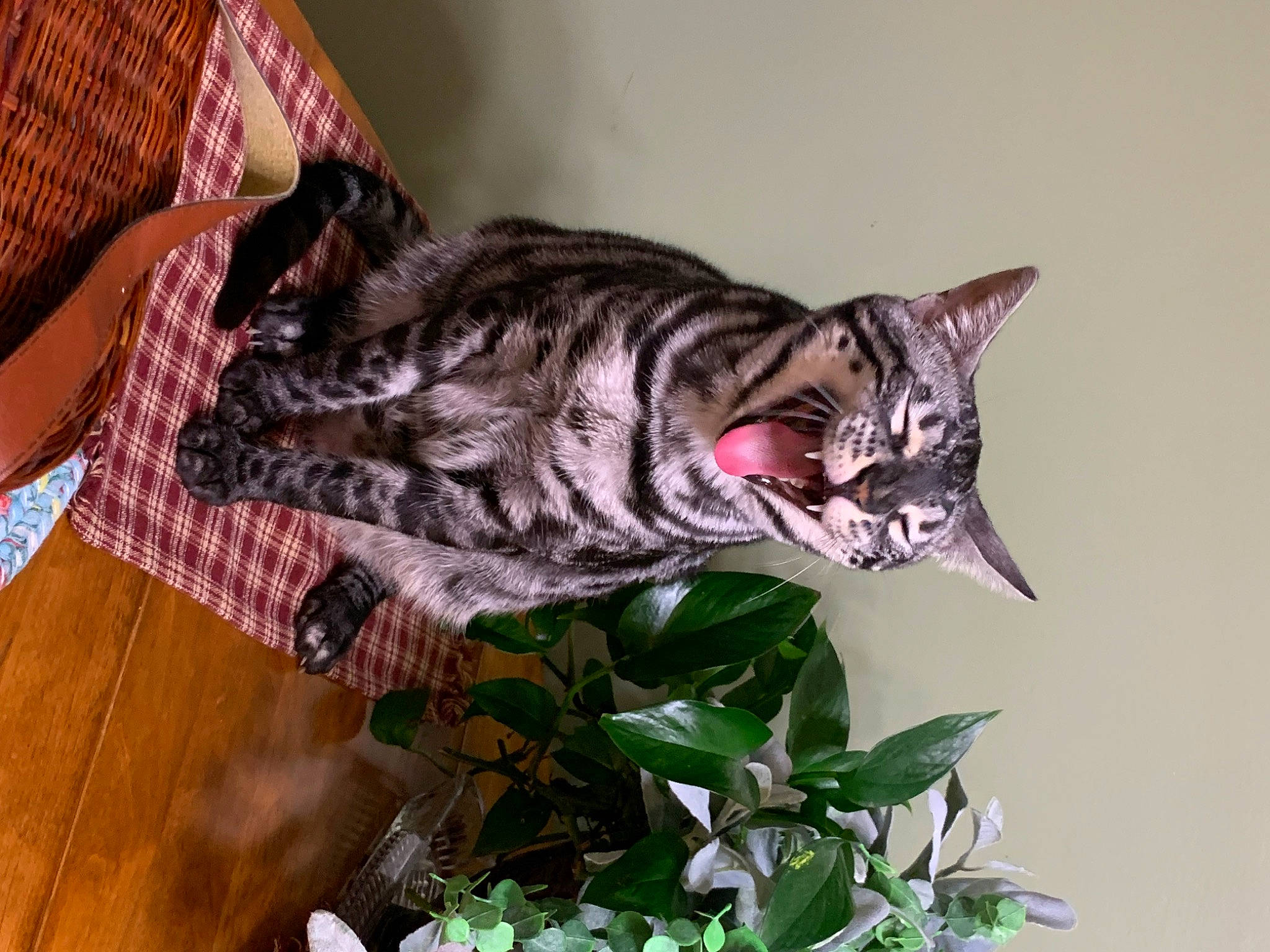 Magick is registered to the contest to win money with this photo: carnivore, cat, comfort, domestic_short_haired_cat, felidae, flowerpot, fur, grass, hardwood, houseplant, plaid, plant, small_to_medium_sized_cats, snout, tail, tartan, terrestrial_animal, terrestrial_plant, whiskers, wood