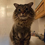 Baby Boy Brewer joined the competition — help win amazing prizes! animal, bathroom, cat, closeup, curious, cute, domestic, ears, feline, fluffy, fur, indoor, mammal, pet, portrait, sink, tabby, tiles, whiskers, wooden_cabinet