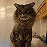 animal, bathroom, cat, closeup, curious, cute, domestic, ears, feline, fluffy, fur, indoor, mammal, pet, portrait, sink, tabby, tiles, whiskers, wooden_cabinet