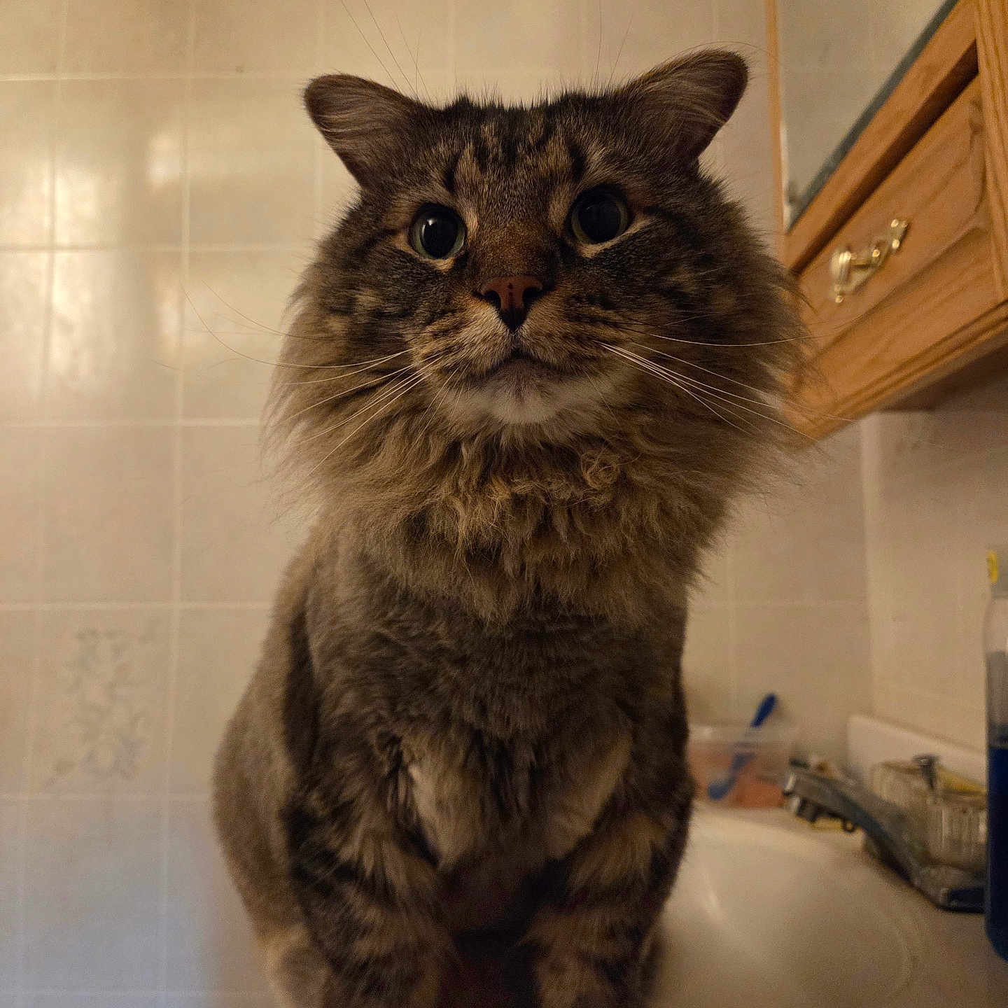 Baby Boy Brewer joined the competition — help win amazing prizes! animal, bathroom, cat, closeup, curious, cute, domestic, ears, feline, fluffy, fur, indoor, mammal, pet, portrait, sink, tabby, tiles, whiskers, wooden_cabinet