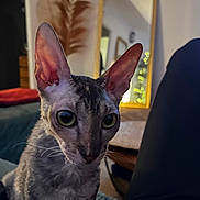 Didis a rejoint le concours — aidez-le/la à gagner de superbes lots ! cat, pet, indoor, close_up, ears, large_eyes, furniture, mirror, blurred_background, cozy, home, couch, whiskers, curious, animal, feline, soft_light, decor, relaxing, portrait