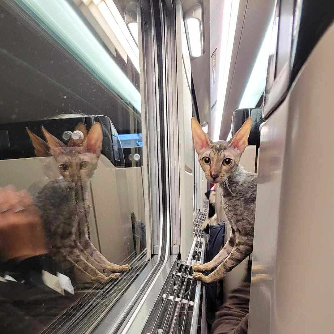 Didis a rejoint le concours — aidez-le/la à gagner de superbes lots ! animal, cat, compartment, curious, ears, face, feline, indoor, light, looking, mirror, passenger, pet, reflection, seat, sphynx_cat, train, transportation, travel, window