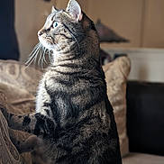 Marbles is registered to the contest to win money with this photo: cat, tabby_cat, pet, feline, animal, sitting, sofa, couch, indoors, portrait, whiskers, striped_fur, green_eyes, alert, profile, fur, home, furniture, warm_lighting, close_up