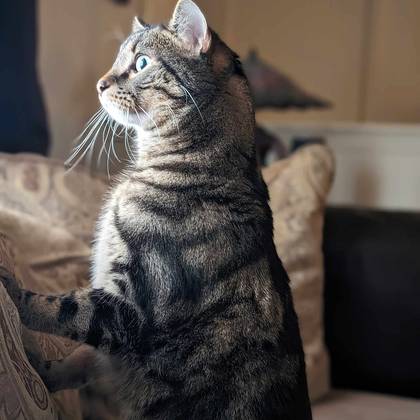 Marbles is registered to the contest to win money with this photo: cat, tabby_cat, pet, feline, animal, sitting, sofa, couch, indoors, portrait, whiskers, striped_fur, green_eyes, alert, profile, fur, home, furniture, warm_lighting, close_up