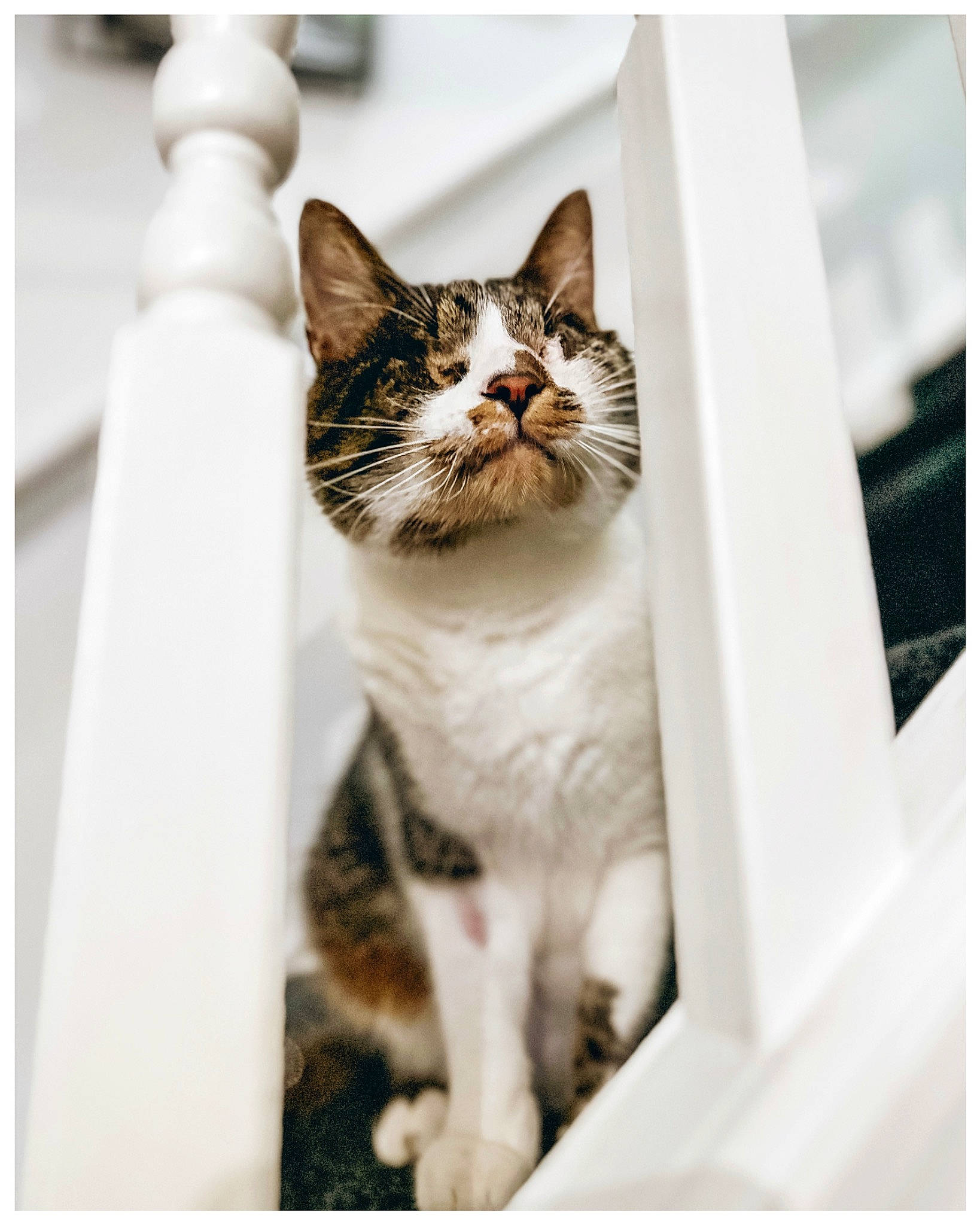 Coco is registered to the contest to win money with this photo: carnivore, cat, domestic_short_haired_cat, door, felidae, fur, monochrome, monochrome_photography, paw, rectangle, sitting, small_to_medium_sized_cats, snout, tail, tree, whiskers, window