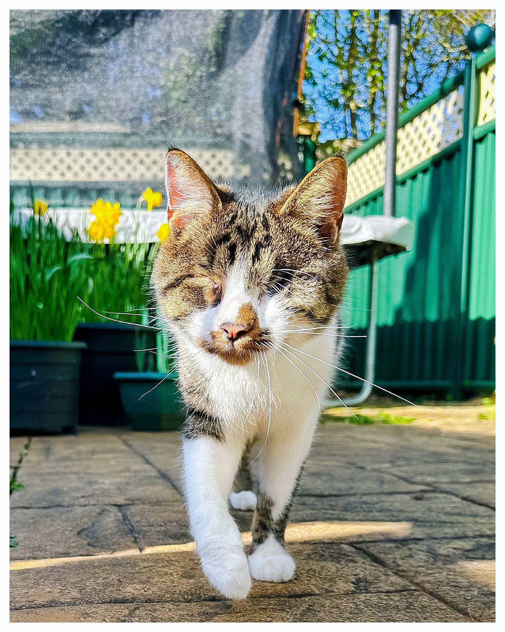 Coco is registered to the contest to win money with this photo: carnivore, cat, domestic_short_haired_cat, eye, fawn, felidae, flower, flowerpot, fur, grass, houseplant, line, plant, road_surface, small_to_medium_sized_cats, snout, tail, terrestrial_animal, tree, whiskers