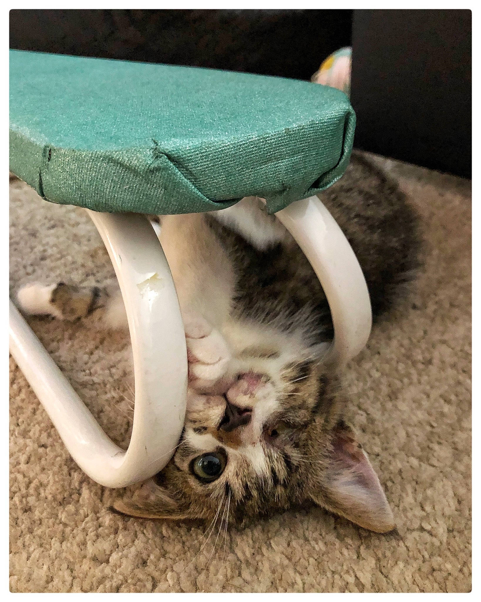 Coco joined the competition — help win amazing prizes! carnivore, cat, cat_bed, cat_supply, claw, comfort, fashion_accessory, fawn, felidae, fur, hat, human_leg, outdoor_furniture, paw, pet_supply, small_to_medium_sized_cats, sun_hat, tail, terrestrial_animal, whiskers