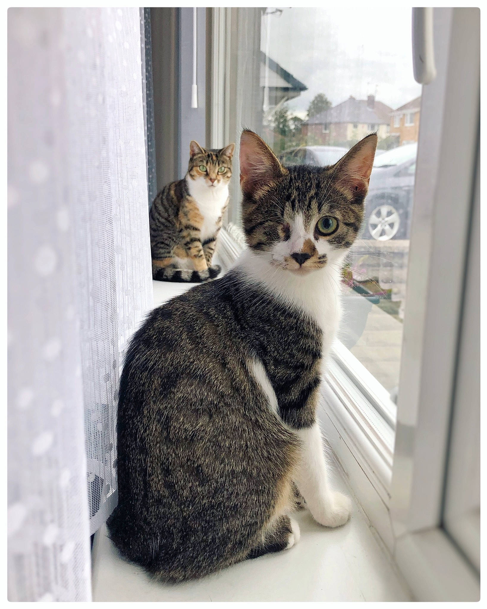 Coco joined the competition — help win amazing prizes! carnivore, cat, comfort, domestic_short_haired_cat, door, felidae, fur, paw, rectangle, sitting, small_to_medium_sized_cats, snout, tail, whiskers, window