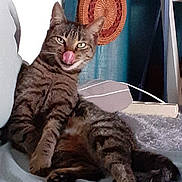 Gribouille a rejoint le concours — aidez-le/la à gagner de superbes lots ! cat, tabby, indoor, couch, furniture, tongue_out, playful, relaxed, pet, animal, striped, whiskers, ears, paws, tail, household, basket, curtain, cozy, resting