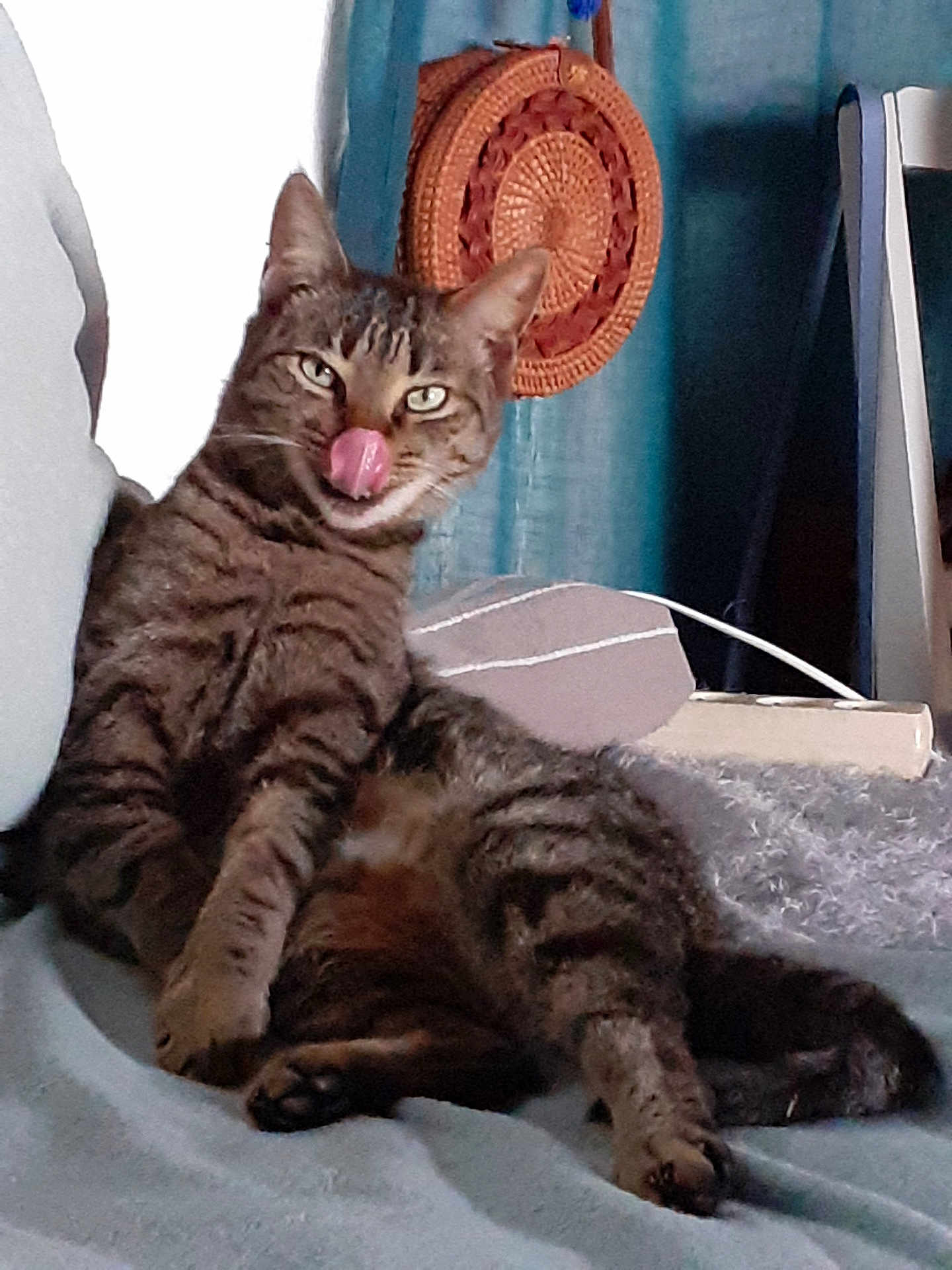 Gribouille a rejoint le concours — aidez-le/la à gagner de superbes lots ! cat, tabby, indoor, couch, furniture, tongue_out, playful, relaxed, pet, animal, striped, whiskers, ears, paws, tail, household, basket, curtain, cozy, resting