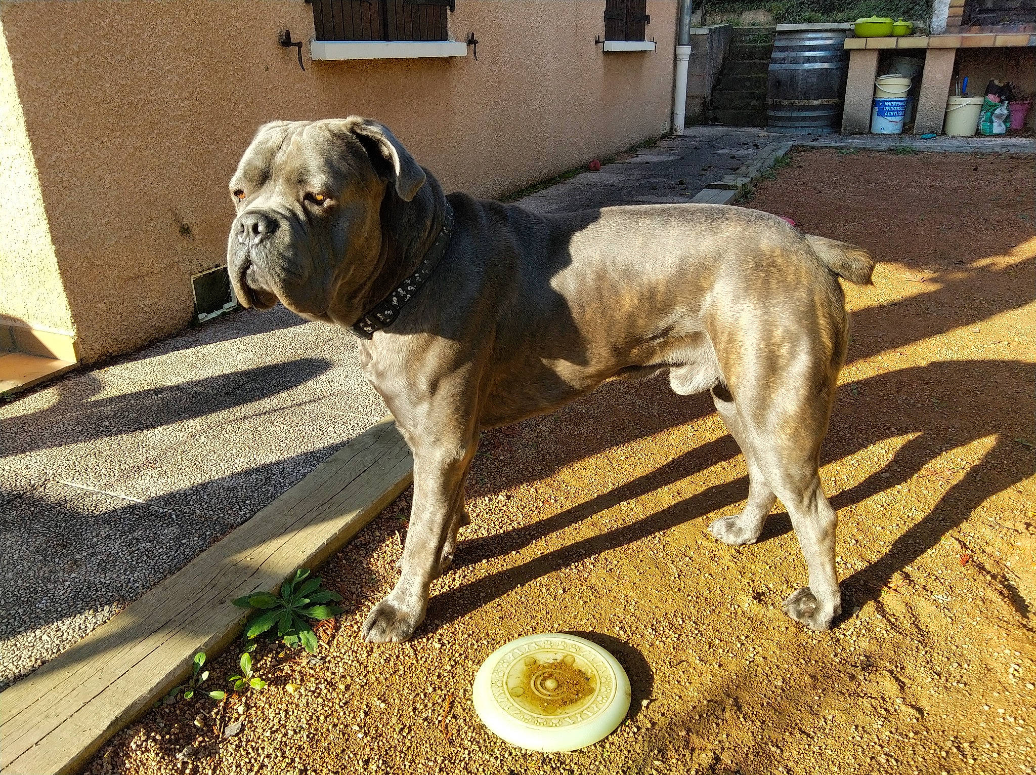 Nino participe au concours pour gagner de l'argent avec cette photo : building, canidae, carnivore, collar, companion_dog, dog, dog_breed, dog_collar, dog_supply, fawn, guard_dog, gun_dog, pet_supply, serveware, snout, soil, sporting_group, tail, window, working_animal