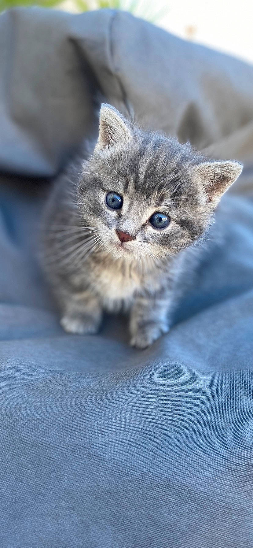Hebra a rejoint le concours — aidez-le/la à gagner de superbes lots ! carnivore, cat, claw, domestic_short_haired_cat, eye, fawn, felidae, fur, iris, paw, photo_caption, sand, sitting, small_to_medium_sized_cats, snout, tail, terrestrial_animal, whiskers, wildlife, window