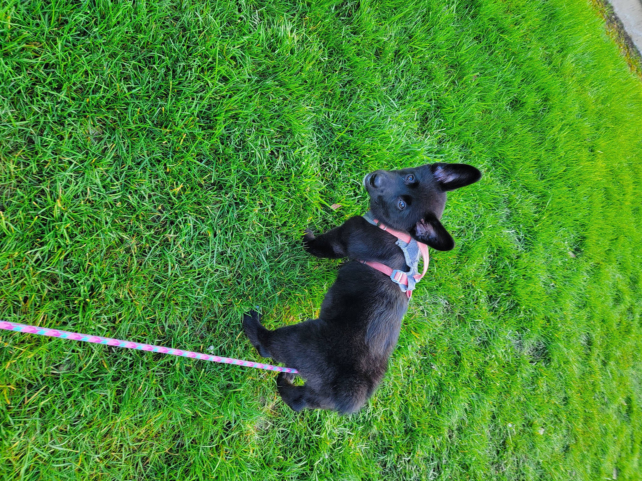 Kaya is registered to the contest to win money with this photo: canidae, carnivore, collar, companion_dog, dog, dog_breed, dog_collar, dog_supply, electric_blue, fashion_accessory, grass, grassland, groundcover, guard_dog, lawn, leash, pet_supply, plant, sporting_group, tail