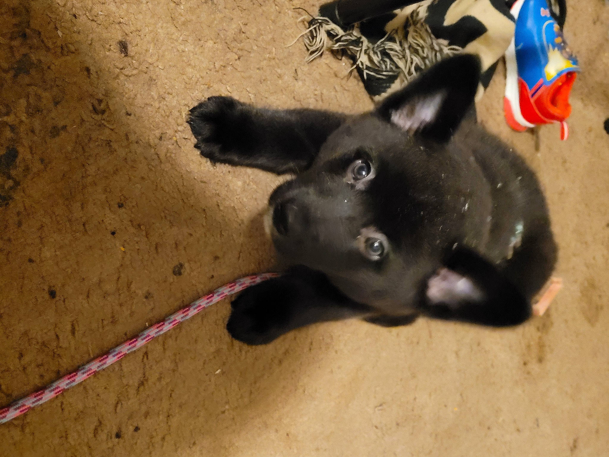 Kaya joined the competition — help win amazing prizes! carmine, carnivore, dog, dog_breed, electric_blue, non_sporting_group, paw, sand, shadow, snout, soil, sporting_group, terrestrial_animal, working_animal