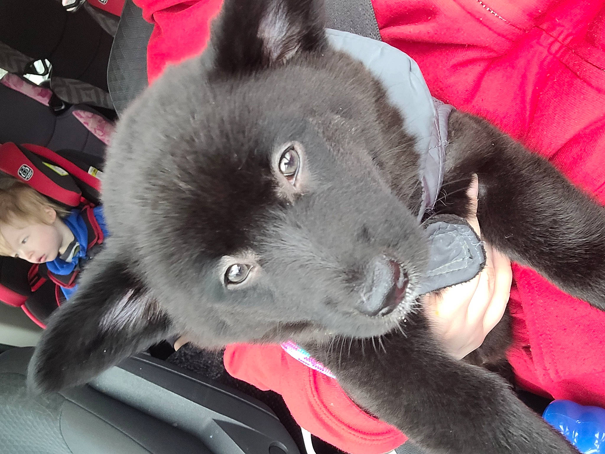 Kaya is registered to the contest to win money with this photo: borador, canidae, carmine, carnivore, comfort, companion_dog, dog_breed, domestic_short_haired_cat, felidae, fur, mammal, non_sporting_group, small_to_medium_sized_cats, snout, sporting_group, whiskers