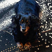 Lady Mae joined the competition — help win amazing prizes! animal, black_fur, calm, carpet, companion, cute, dog, domestic_animal, ears, fur_texture, indoor, long_fur, looking_up, lying_down, patterned_rug, paws, pet, resting, small_dog, tan_fur