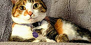 Linda is registered to the contest to win money with this photo: cat, calico, pet, animal, feline, collar, tag, cushion, pattern, blanket, plush, texture, indoor, resting, relaxed, cute, whiskers, ears, fur, looking