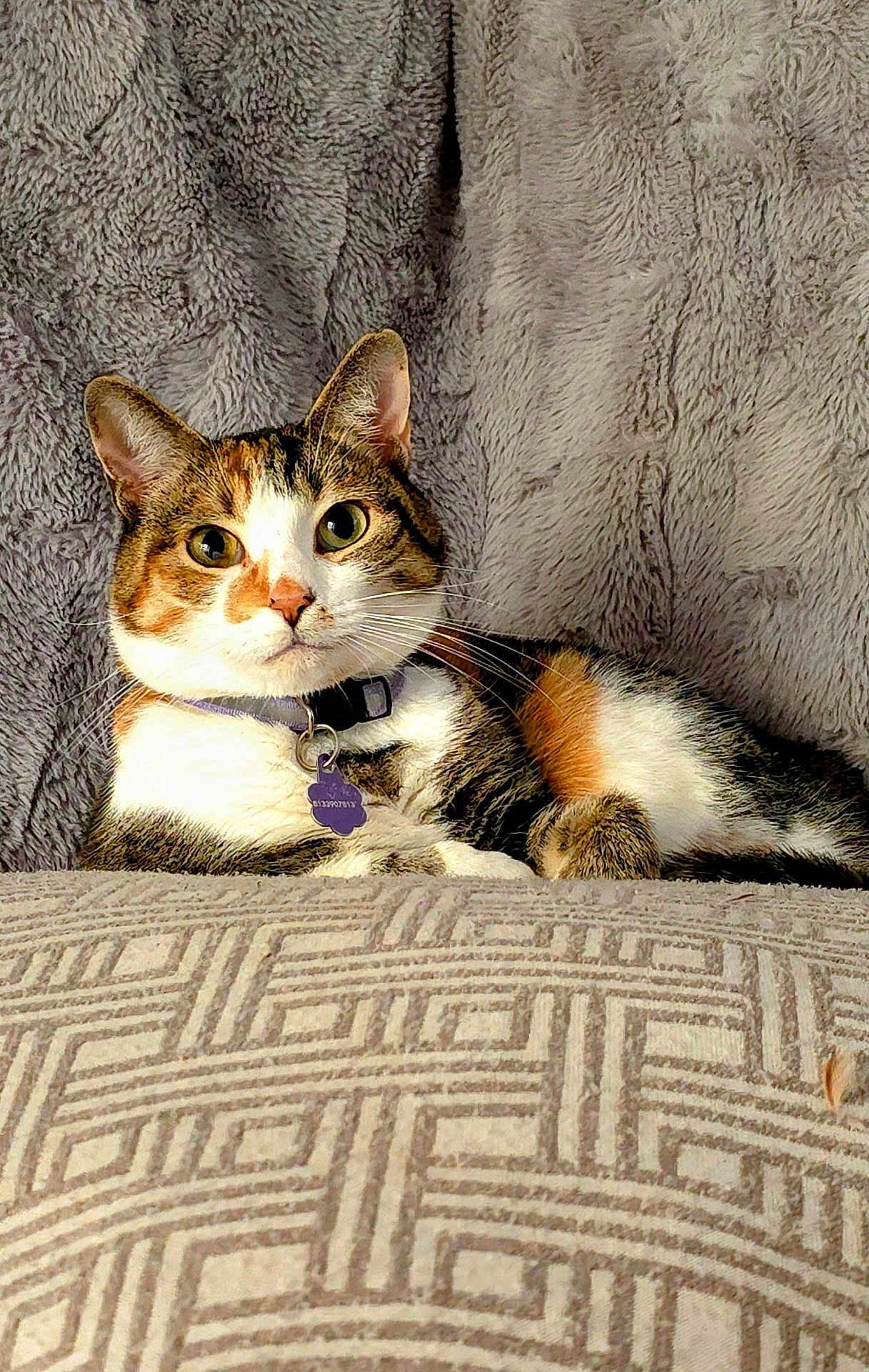 Linda is registered to the contest to win money with this photo: cat, calico, pet, animal, feline, collar, tag, cushion, pattern, blanket, plush, texture, indoor, resting, relaxed, cute, whiskers, ears, fur, looking