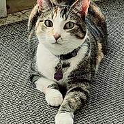 Linda is registered to the contest to win money with this photo: cat, tabby, pet, indoor, collar, tag, fur, whiskers, paws, green_eyes, laying, floor, rug, curious, closeup, animal, domestic_cat, resting, cute, feline