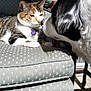 Linda joined the competition — help win amazing prizes! cat, dog, chair, furniture, pet, indoor, sunlight, curious, calm, patterned, wood, floor, closeup, animal, sniffing, resting, cozy, friendship, domestic, companion