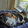 Linda joined the competition — help win amazing prizes! cat, calico_cat, sleeping, pet, indoor, window, sunlight, bed, purple_bed, fur, whiskers, relaxing, cozy, domestic_cat, animal, resting, home, tile_floor, door, marble_window_sill