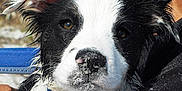 Jordan is registered to the contest to win money with this photo: animal, arm, black_and_white, blue_collar, canine, close_up, cute, dog, ears, face, holding, human, nature, outdoor, person, pet, puppy, sand, summer, wet_fur