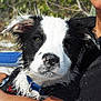 Jordan is registered to the contest to win money with this photo: animal, arm, black_and_white, blue_collar, canine, close_up, cute, dog, ears, face, holding, human, nature, outdoor, person, pet, puppy, sand, summer, wet_fur