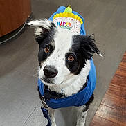 Jordan joined the competition — help win amazing prizes! animal, birthday, birthday_hat, black_and_white, blue_jacket, brown_eyes, canine, celebration, collar, cute, dog, ears, floor, fur, indoor, leash, looking_up, pet, tiles, waiting