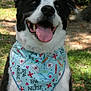 Jordan joined the competition — help win amazing prizes! accessory, animal, bandana, black_and_white, canine, close_up, cute, dog, friendly, fur, grass, happy, nature, nurse_theme, outdoor, pet, portrait, smiling, tongue_out, tree