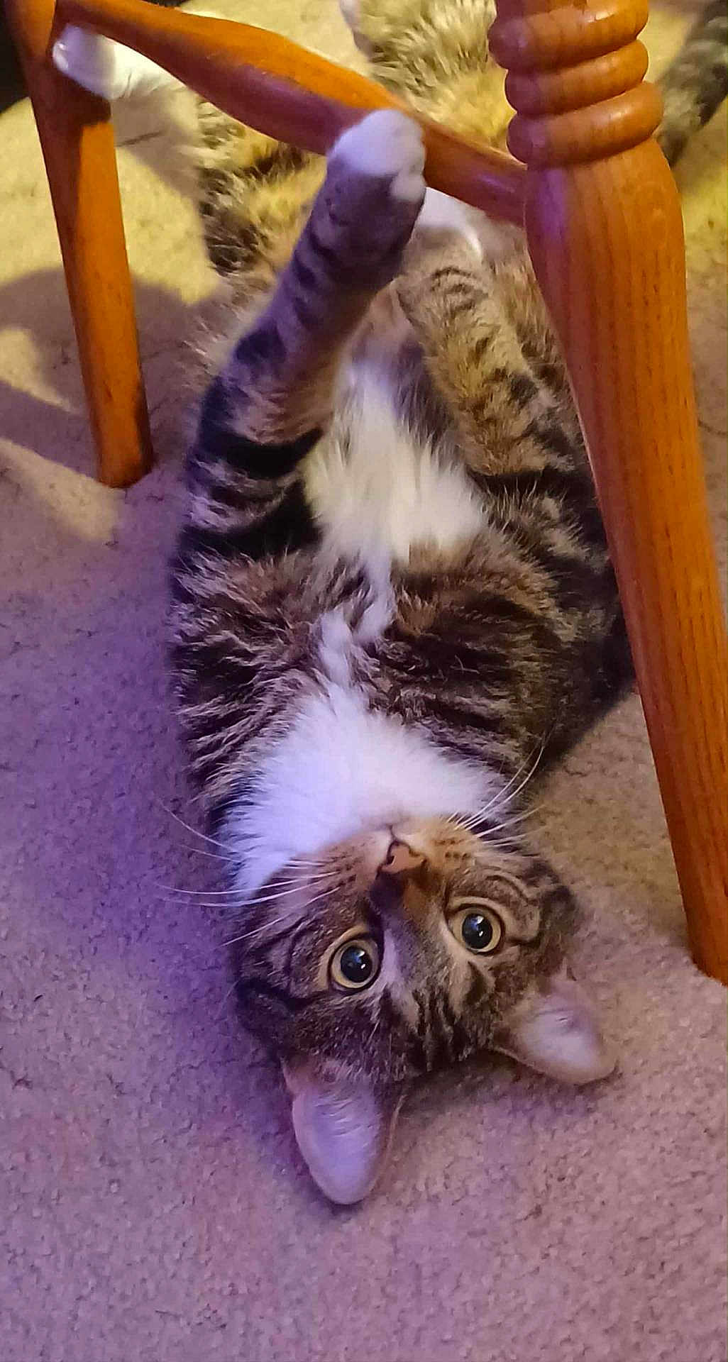 Turbo is registered to the contest to win money with this photo: cat, tabby, pet, animal, indoor, carpet, wooden_chair, playful, paws, fur, whiskers, ears, eyes, cute, lying_down, curious, domestic_cat, feline, household, relaxed