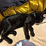 Thunder is registered to the contest to win money with this photo: animal, bed, black, black_cat, blanket, cat, collar, colorful_blanket, comforter, cozy, domestic_animal, feline, fur, indoor, pet, resting, sleeping_cat, soft_texture, unicorn_pattern, yellow