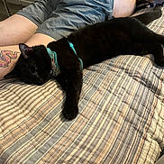 Thunder is registered to the contest to win money with this photo: animal, bed, black_cat, blue_harness, cat, closeup, cozy, domestic, feline, human, indoor, leg, person, pet, relaxed, resting, shorts, sleepy_cat, striped_bedspread, tattoo
