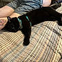animal, bed, black_cat, blue_harness, cat, closeup, cozy, domestic, feline, human, indoor, leg, person, pet, relaxed, resting, shorts, sleepy_cat, striped_bedspread, tattoo