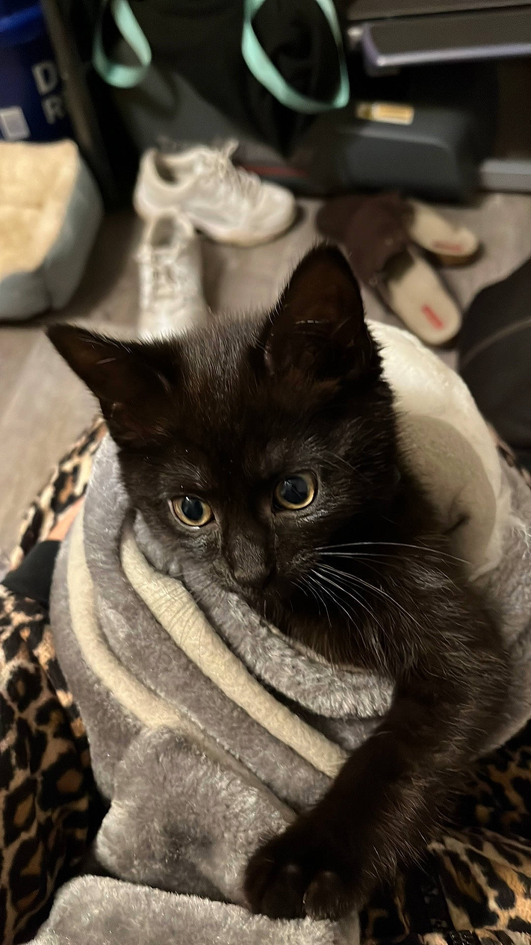 Thunder is registered to the contest to win money with this photo: black_cat, carnivore, cat, comfort, domestic_short_haired_cat, ear, felidae, fur, grey, monochrome_photography, sitting, small_to_medium_sized_cats, snout, tail, terrestrial_animal, whiskers