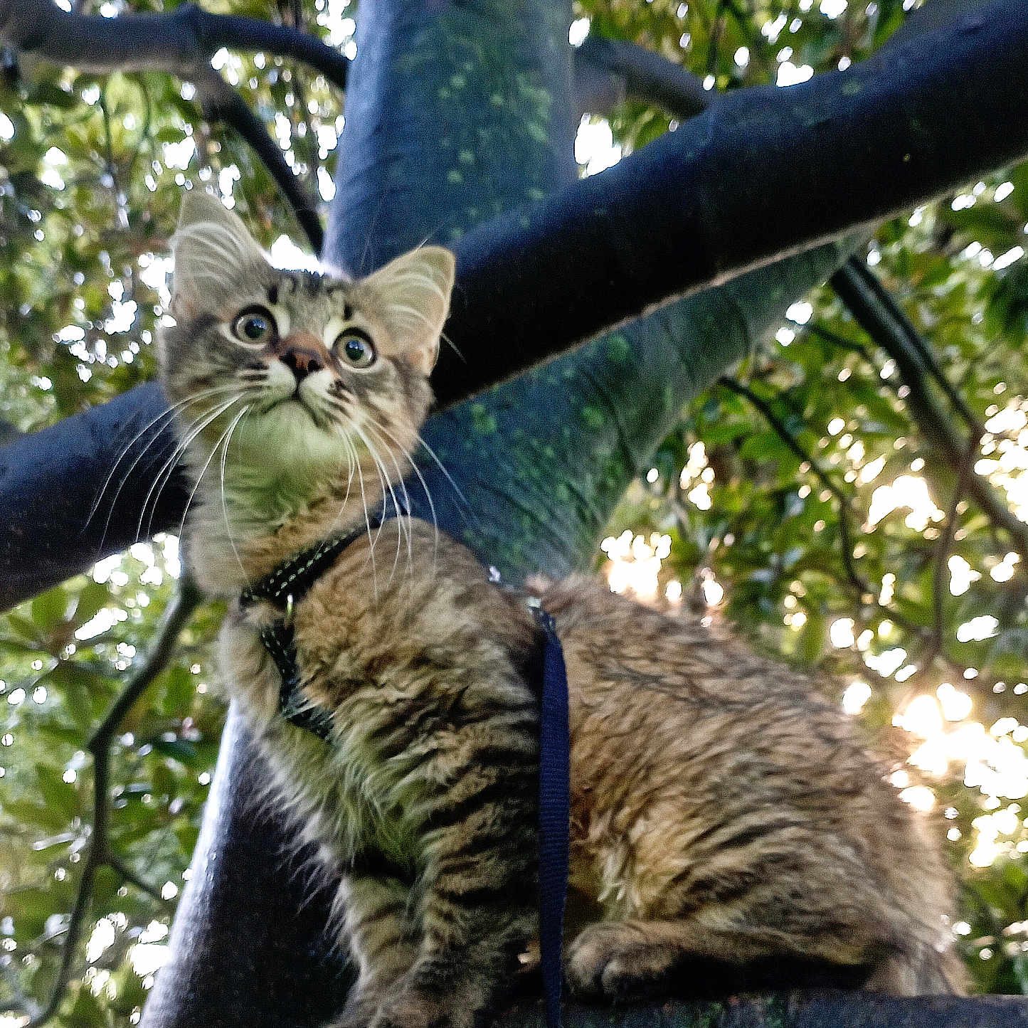 Zazú participe au concours pour gagner de l'argent avec cette photo : abyssinian, accessories, angora, animal, cat, jungle, kitten, land, manx, nature, ocelot, outdoors, pet, plant, rainforest, strap, tree, treetrunk, vegetation, woodland