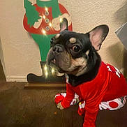 Dino joined the competition — help win amazing prizes! dog, pet, red_outfit, christmas, holiday_decoration, reindeer, wooden_floor, indoor, festive, lights, wall, cute, small_dog, animal, costume, christmas_tree, holiday, decor, black_dog, pug