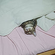 Cléo participe au concours pour gagner de l'argent avec cette photo : cat, tabby, blanket, bed, pink_bedsheet, upside_down, pet, indoor, cozy, fur, whiskers, cute, animal, resting, curious, feline, domestic_cat, sleepy, soft, comfortable