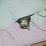 cat, tabby, blanket, bed, pink_bedsheet, upside_down, pet, indoor, cozy, fur, whiskers, cute, animal, resting, curious, feline, domestic_cat, sleepy, soft, comfortable