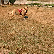 Dogg is registered to the contest to win money with this photo: alert, animal, brown_dog, chain_link_fence, daytime, dog, dry, fence, grass, harness, leash, nature, outdoor, pet, play, rope_toy, serious, standing, tire, yard
