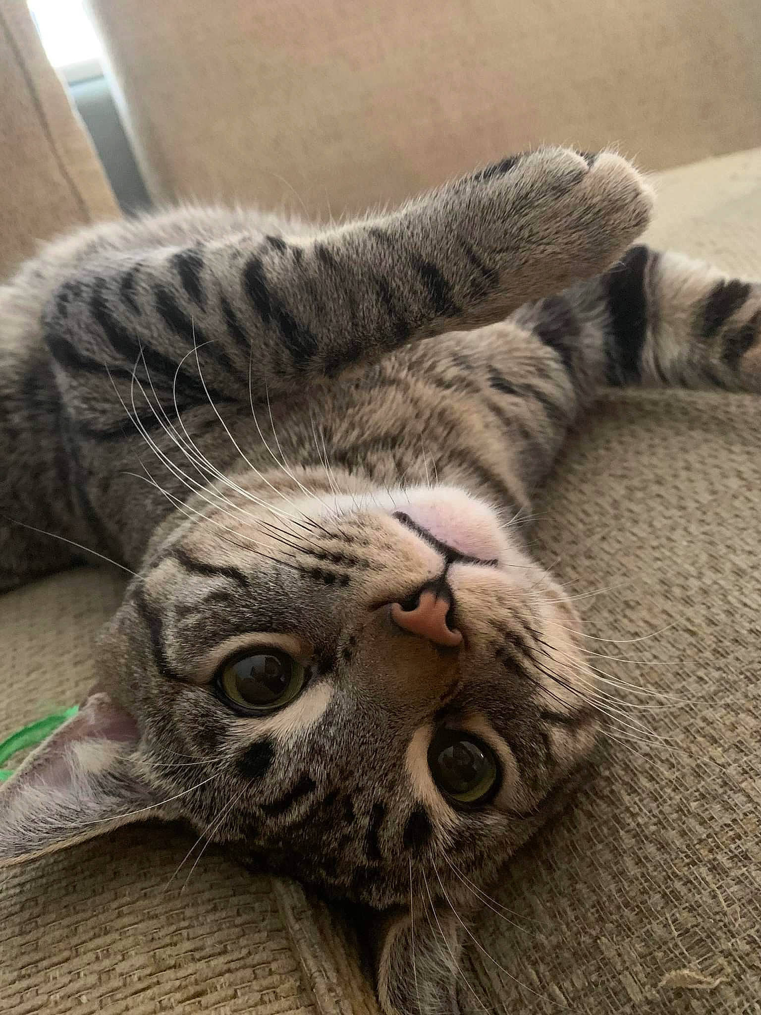 Bambi is registered to the contest to win money with this photo: carnivore, cat, claw, comfort, domestic_short_haired_cat, ear, fawn, felidae, fur, grey, mammal, nap, paw, small_to_medium_sized_cats, snout, tail, terrestrial_animal, vertebrate, whiskers, wood