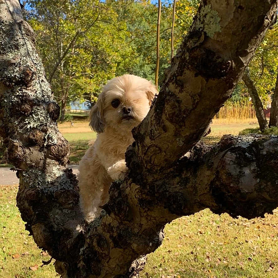 Gracie Fortner joined the competition — help win amazing prizes! animal, canine, dog, face, goldenretriever, grass, grove, head, land, nature, outdoors, person, pet, plant, puppy, text, tree, treetrunk, vegetation, woodland