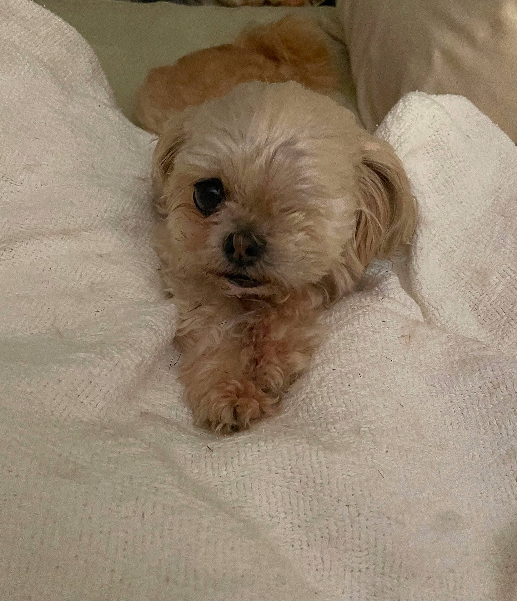 Gracie Loo joined the competition — help win amazing prizes! animal, blanket, canine, cat, cockerspaniel, couch, cushion, dog, furniture, homedecor, kitten, linen, person, pet, poodle, puppy, quilt, sleeping, terrier, whitedog