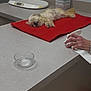 animal, blanket, care, clean, clinic, countertop, dog, domestic, fur, glass_bowl, hand, indoor, pet, red, resting, sleeping, small_dog, table, tissue, tissue_box