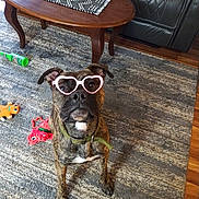 Monkey Doodles is registered to the contest to win money with this photo: dog, brindle_dog, pet, animal, heart_shaped_glasses, glasses, sitting, portrait, indoors, living_room, rug, coffee_table, leather_sofa, dog_toys, collar, leash, white_chest, black_muzzle, funny, adorable
