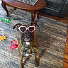 dog, brindle_dog, pet, animal, heart_shaped_glasses, glasses, sitting, portrait, indoors, living_room, rug, coffee_table, leather_sofa, dog_toys, collar, leash, white_chest, black_muzzle, funny, adorable