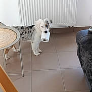 Aïka a rejoint le concours — aidez-le/la à gagner de superbes lots ! dog, puppy, toilet_paper, indoor, tile_floor, merle_coat, pet, playful, mischievous, furniture, table, couch, blanket, house, radiator, floor, domestic, animal, canine, white