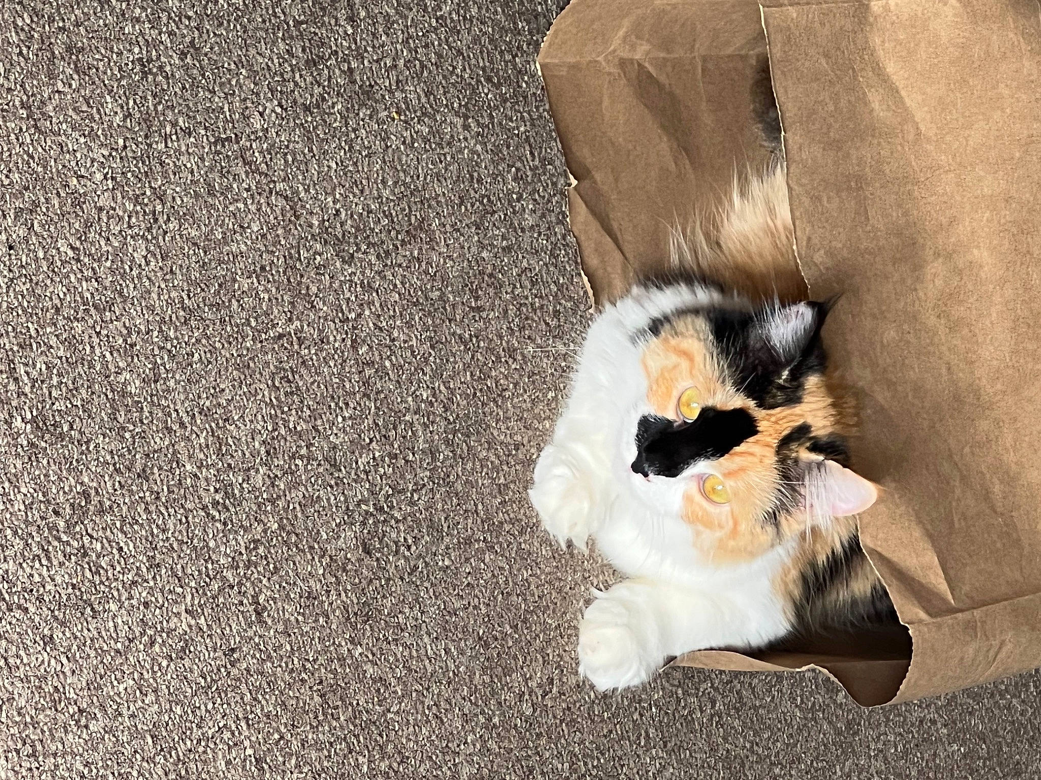 Patches is registered to the contest to win money with this photo: canidae, carnivore, cat, comfort, companion_dog, dog_breed, domestic_short_haired_cat, fawn, felidae, flooring, foot, fur, grey, human_leg, paw, small_to_medium_sized_cats, snout, tail, whiskers, wood