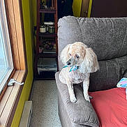 Mya joined the competition — help win amazing prizes! animal, armrest, blanket, candles, carpet, couch, cozy, curious, decor, dog, door, furniture, indoor, pet, poodle, scarf, shelf, window, wood_frame, yellow_wall