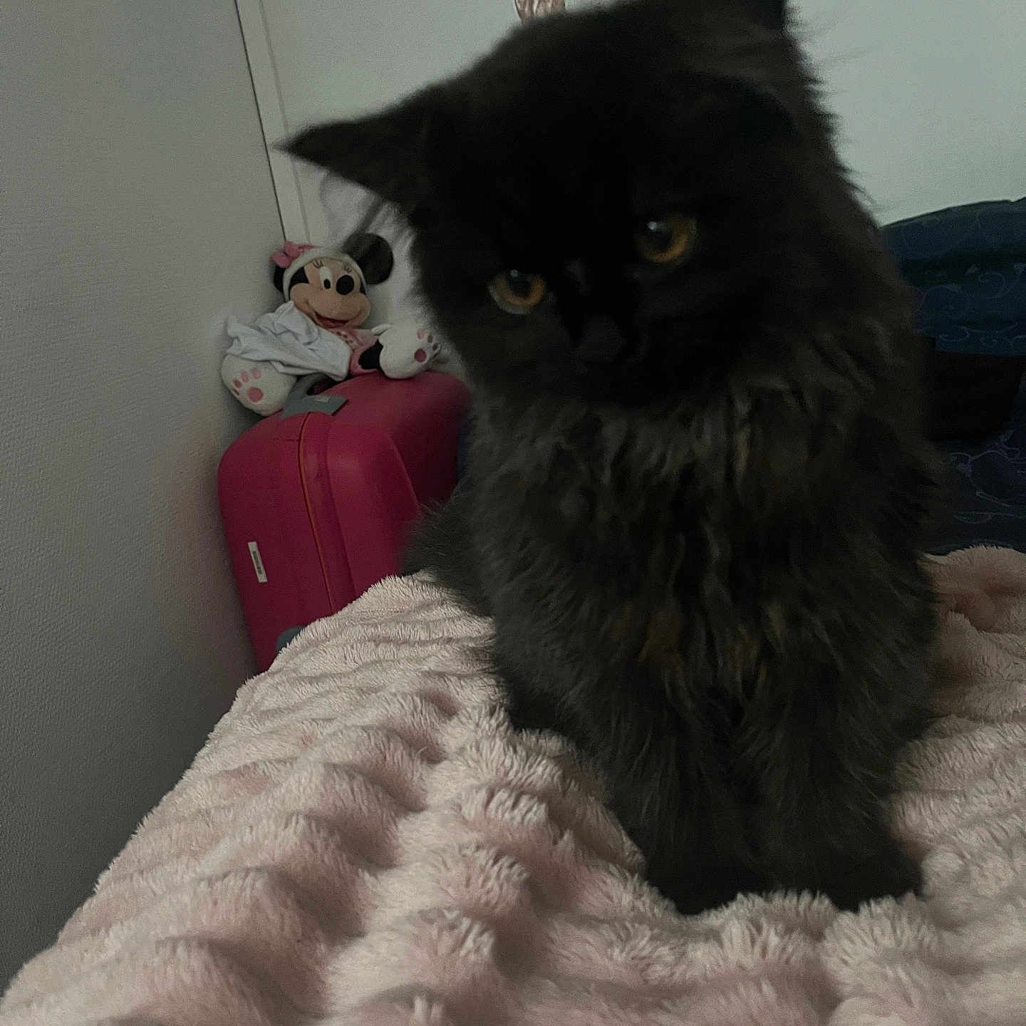 Yoda participe au concours pour gagner de l'argent avec cette photo : cat, black_cat, fluffy, pet, indoor, blanket, soft_texture, furniture, plush_toy, minnie_mouse, suitcase, pink, curious, head_tilt, cozy, wall, butterfly_sticker, bed, domestic_animal, cute
