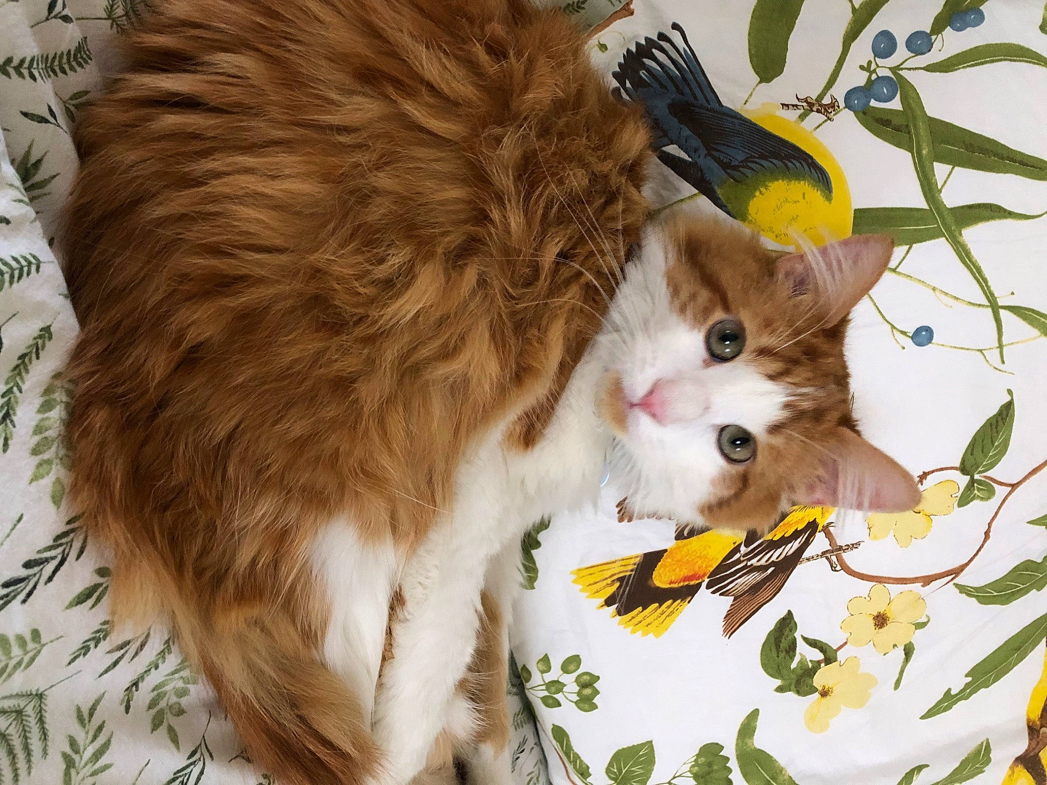 Buttercup is registered to the contest to win money with this photo: canidae, carnivore, cat, claw, companion_dog, dog_breed, domestic_short_haired_cat, fawn, felidae, fur, paw, small_to_medium_sized_cats, tail, whiskers